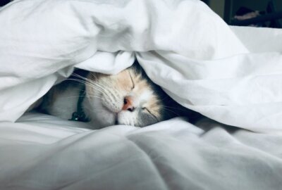 insonnia