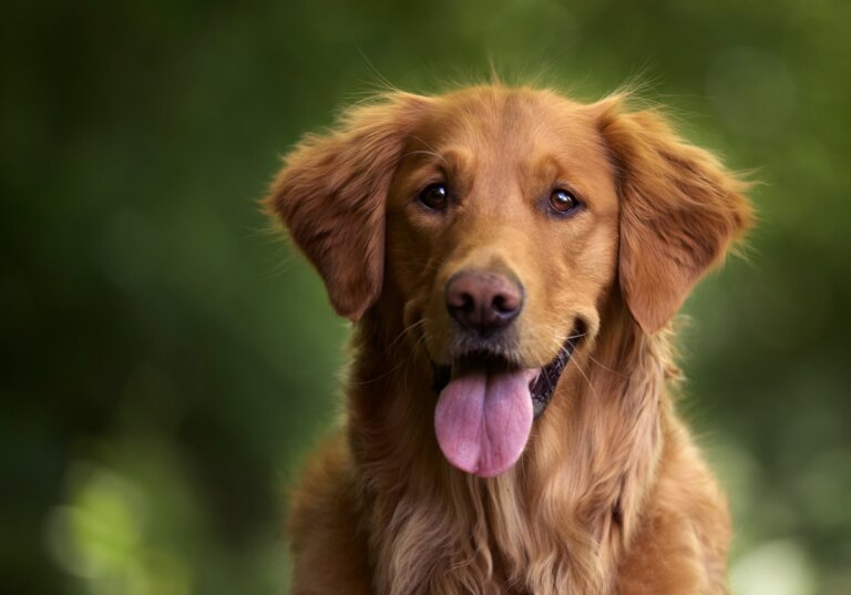 cognizione canina parole oggetti