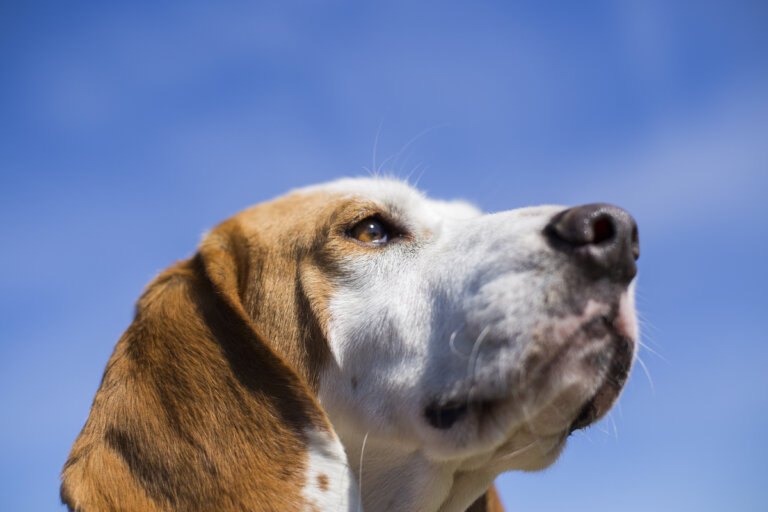 longevità canina naso