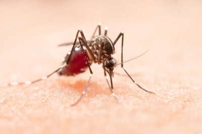 trattamenti sintomi neurologici malattia di Lyme