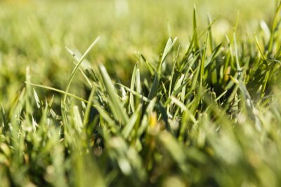 erba alta parchi biodiversità