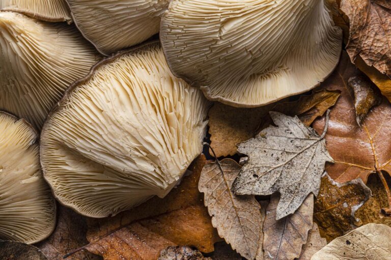 funghi gravidanza alimentazione