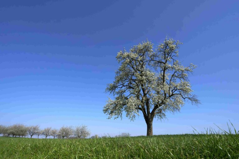 albero-vita