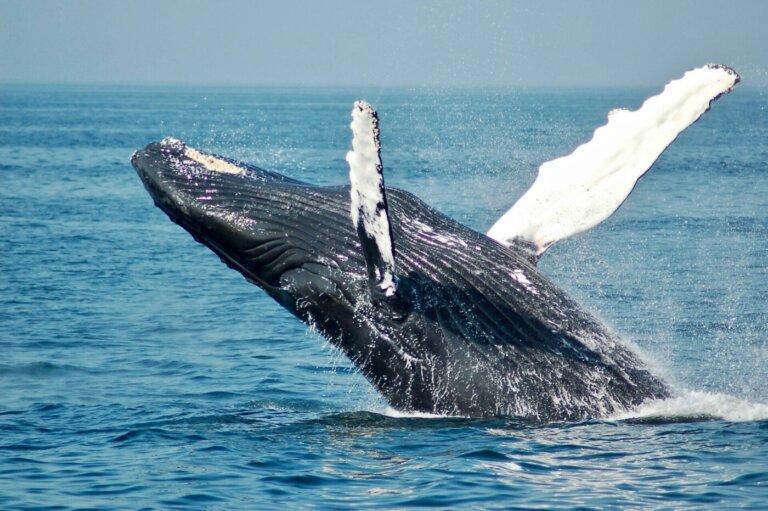 balena