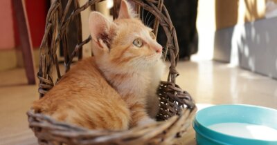 gatti-morti-mucche-aviaria
