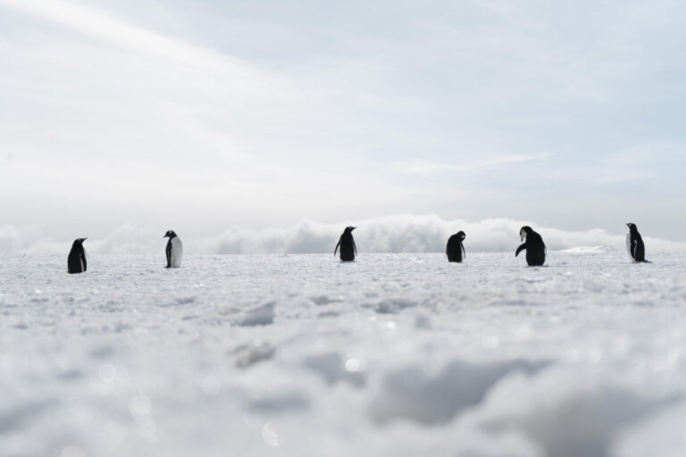 L’affascinante Rituale di Accoppiamento dei Pinguini Imperatore