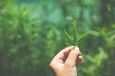 cannabis Covid-19