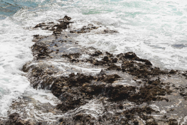 ricci mare