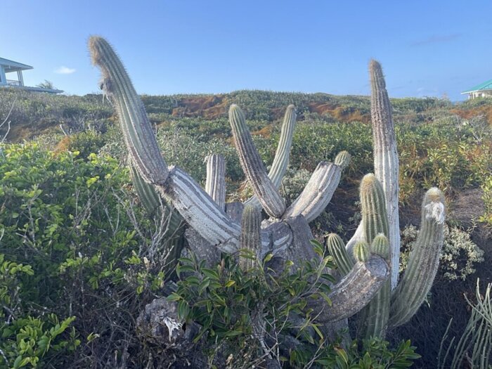 cactus arboreo di Key Largo estinzione innalzamento mari