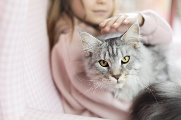 miagolii gatti comunicare umani