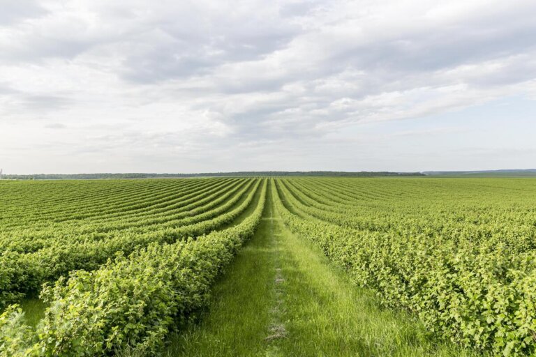 energia batterie suolo agricoltura