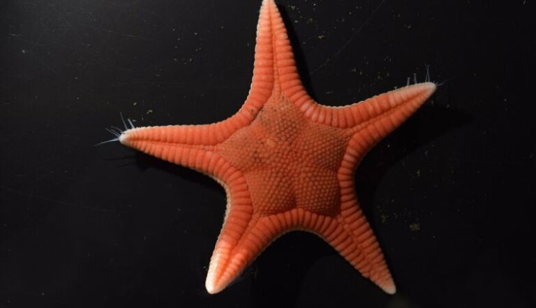 Scoperta una Nuova Specie di Stella Marina in Giappone