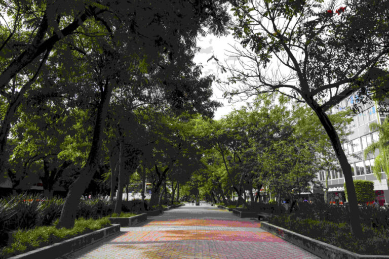 Un respiro di verde contro il caldo asfissiante: gli alberi, eroi silenziosi delle nostre città