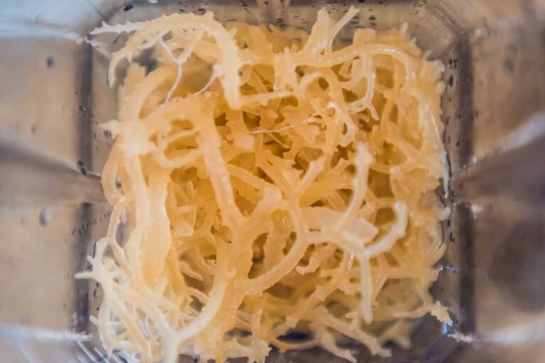 gel muschio marino superfood