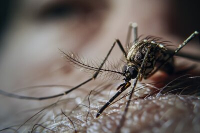 dengue Padova infezione