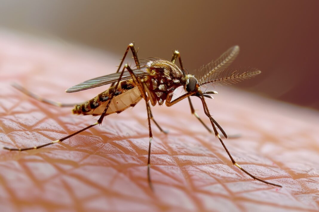 Chandipura cause sintomi epidemia Chandipura cause sintomi epidemia