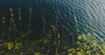 parkinson-alga-di-mare