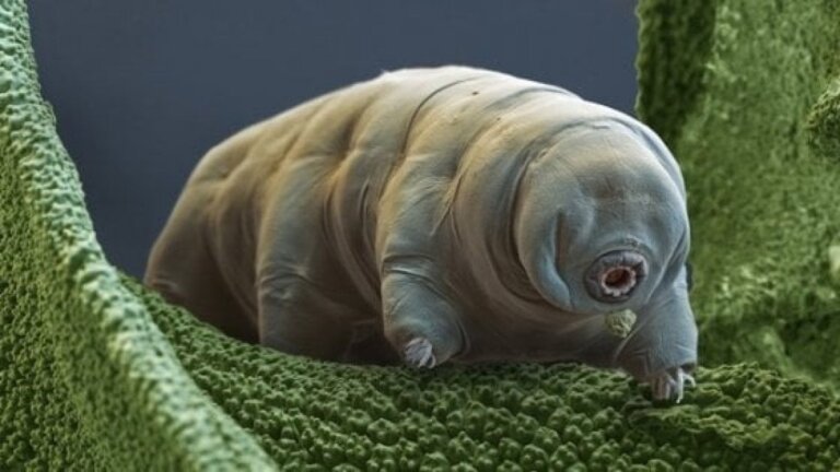 I tardigradi, gli invincibili sopravvissuti della Terra
