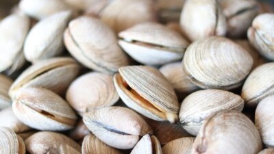 vongole giganti Pacifico sistemi energia solare