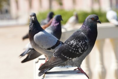 malattie piccioni uomo