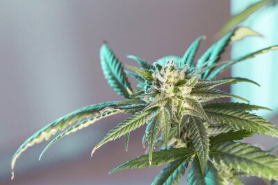 cannabis sonno memoria