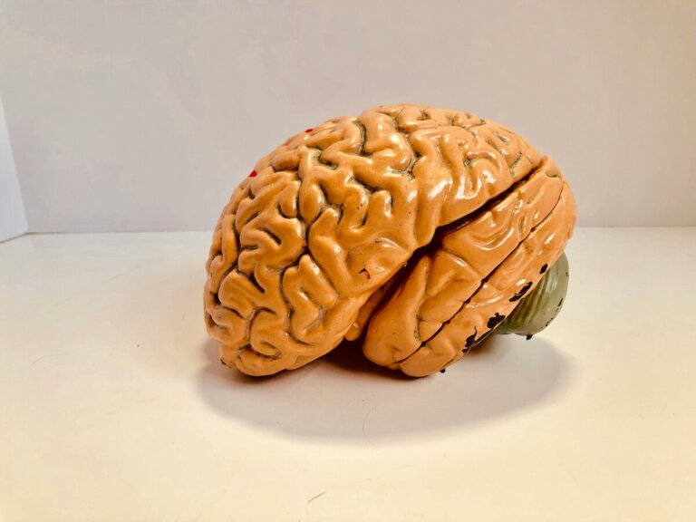 modelli attività cerebrale comportamento