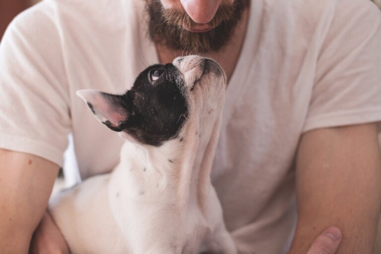 sincronia cerebrale cani umani onde cervello