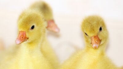 emozioni pulcini richiami vocali