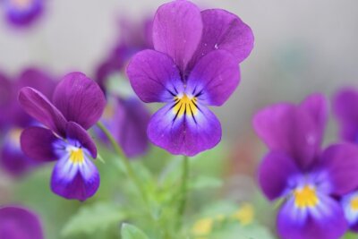 composto viola chemioterapia glioblastoma