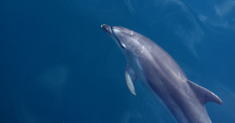 microplastica-respiro-delfini-salute