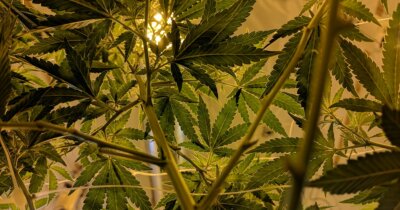 cannabis-disturbi-sonno-salute
