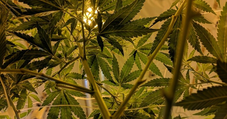 cannabis-disturbi-sonno-salute