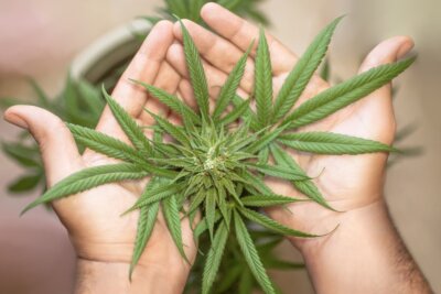 cannabis psicosi adolescenti