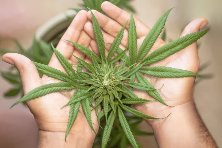 cannabis psicosi adolescenti
