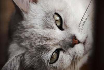 occhi gatti