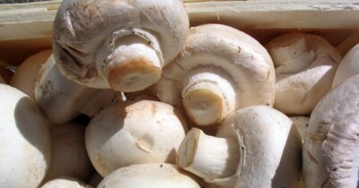 funghi-estratto-attaccare-cancro