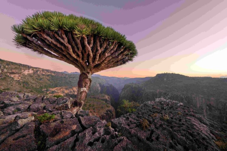 socotra