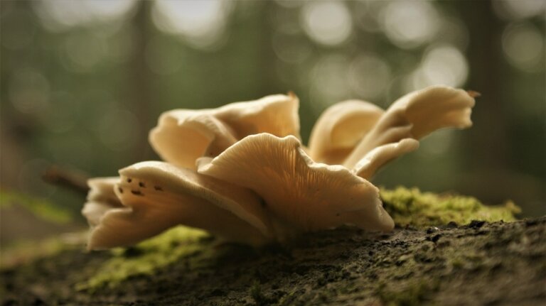 funghi ostrica dorati invecchiamento