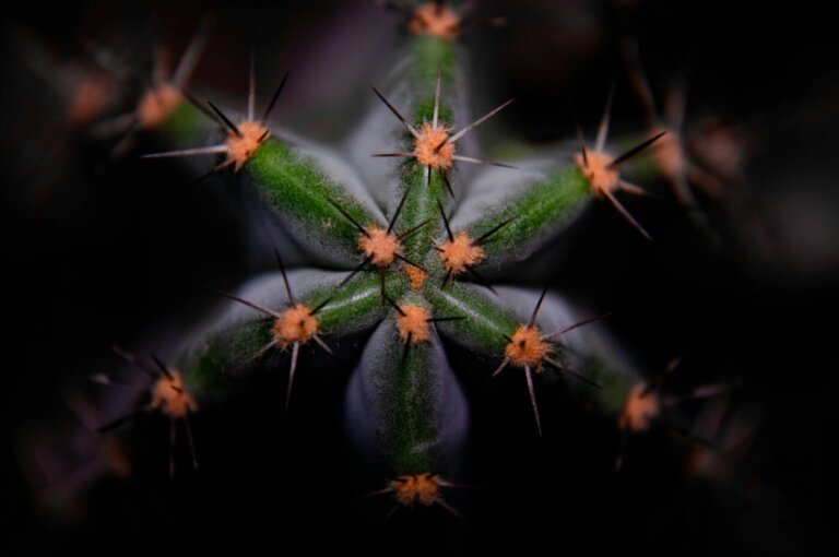 peyote