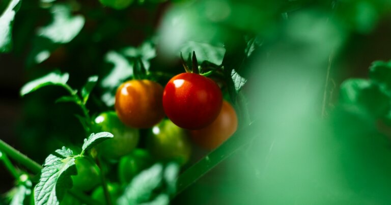 pomodori-tossici-salute-alimentazione