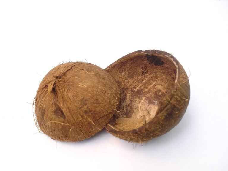 pallet gusci di cocco