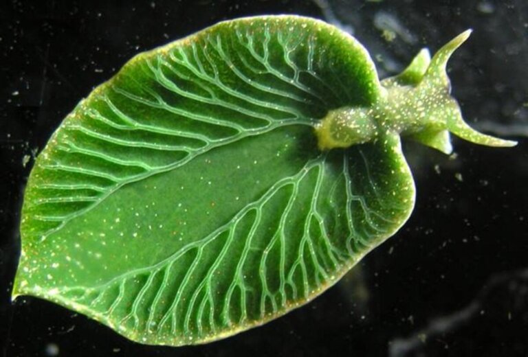 Elysia chlorotica