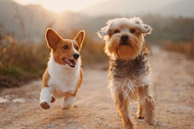 cani fibrosi cistica infezioni batteriche