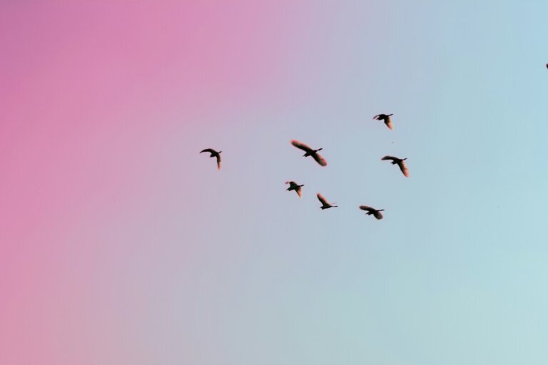 bussola quantistica uccelli migratori