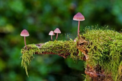 funghi allucinogeni riparazione neuronale