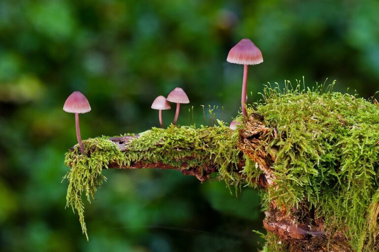 funghi allucinogeni riparazione neuronale