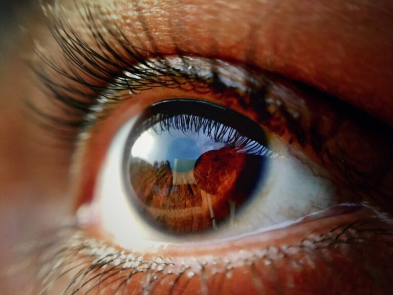 retina