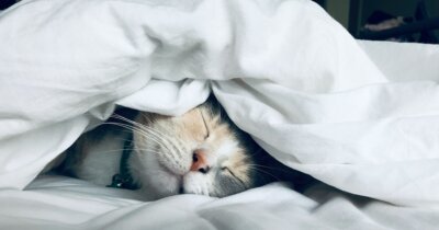 sonno-effetti-immunitario-notte