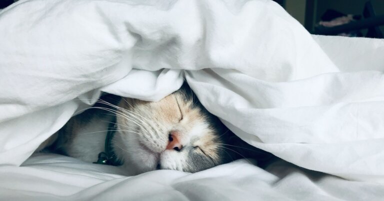 sonno-effetti-immunitario-notte