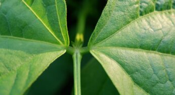 Panama: l’albero che usa i fulmini per eliminare i rivali